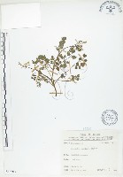 藏品(臺灣黃菫)的圖片