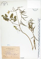 藏品(臺灣黃菫)的圖片