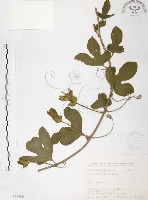 藏品(西番蓮、百香果)的圖片