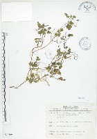 藏品(臺灣黃菫)的圖片