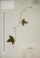 藏品(三角葉西番蓮)的圖片