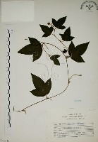 藏品(三角葉西番蓮)的圖片