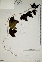 藏品(三角葉西番蓮)的圖片