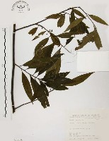 藏品(山胡椒)的圖片