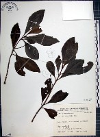 藏品(樹杞)的圖片