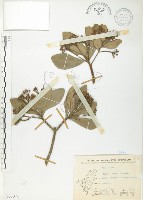 藏品(蘭嶼樹杞、蘭嶼紫金牛)的圖片