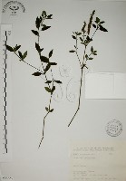 藏品(爵床)的圖片