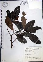 藏品(樹杞)的圖片