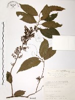 藏品(台灣山桂花)的圖片