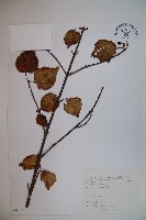 藏品(呂宋莢迷)的圖片