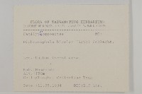 藏品(茯苓菜)的圖片