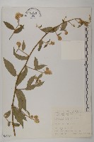 藏品(大頭艾納香)的圖片