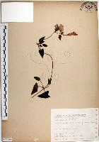 藏品(倒地蜈蚣、四角銅鑼)的圖片