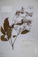 藏品(冇骨消)的圖片