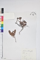 藏品(高山白珠樹)的圖片