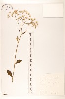 藏品(平滑苦賈菜)的圖片