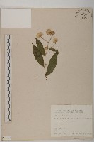 藏品(大頭艾納香)的圖片