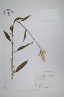 藏品(青葙)的圖片