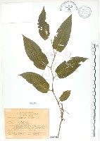 藏品(火炭母草、清飯藤)的圖片