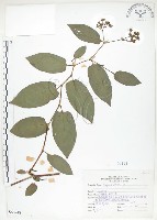 藏品(火炭母草、清飯藤)的圖片