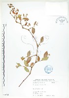 藏品(火炭母草、清飯藤)的圖片