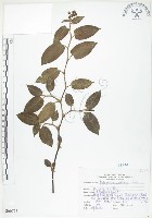 藏品(火炭母草、清飯藤)的圖片