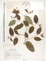 藏品(火炭母草、清飯藤)的圖片