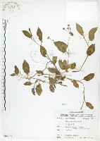 藏品(火炭母草、清飯藤)的圖片