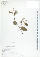 藏品(火炭母草、清飯藤)的圖片