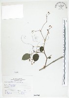 藏品(火炭母草、清飯藤)的圖片