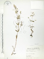 藏品(大籽當藥、巒大當藥)的圖片