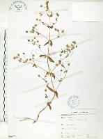 藏品(大籽當藥、巒大當藥)的圖片