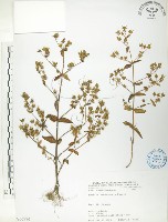 藏品(大籽當藥、巒大當藥)的圖片