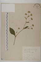 藏品(地膽草、毛蓮菜)的圖片