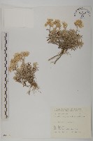 藏品(抱莖籟簫)的圖片