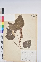 藏品(白匏子)的圖片