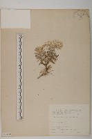 藏品(尼泊爾籟簫)的圖片