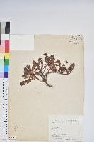 藏品(白珠樹)的圖片