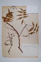 藏品(黃連木、爛心木)的圖片