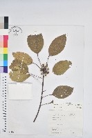 藏品(白臼)的圖片