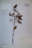 藏品(呂宋莢迷)的圖片