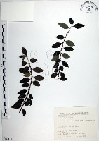 藏品(水雞油)的圖片