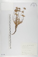 藏品(玉山山蘿蔔)的圖片