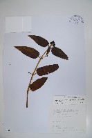 藏品(阿里山忍冬、漸尖葉忍冬)的圖片