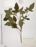 藏品(臺灣鱗球花)的圖片