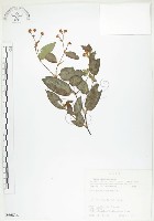 藏品(火炭母草、清飯藤)的圖片