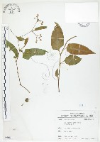 藏品(火炭母草、清飯藤)的圖片