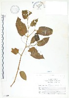 藏品(火炭母草、清飯藤)的圖片