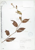 藏品(火炭母草、清飯藤)的圖片