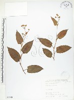 藏品(火炭母草、清飯藤)的圖片